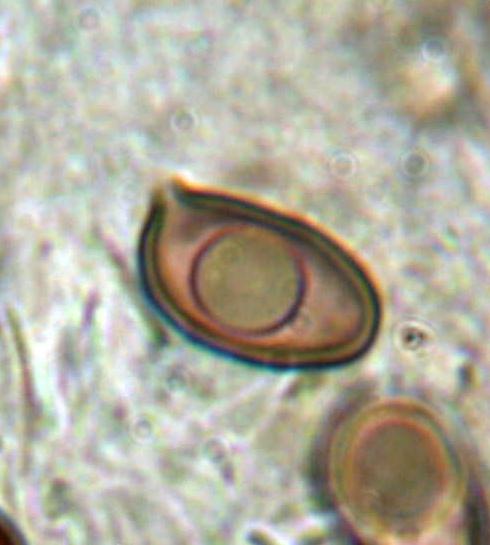 Kheops... Kephren...o ???  QUIZ